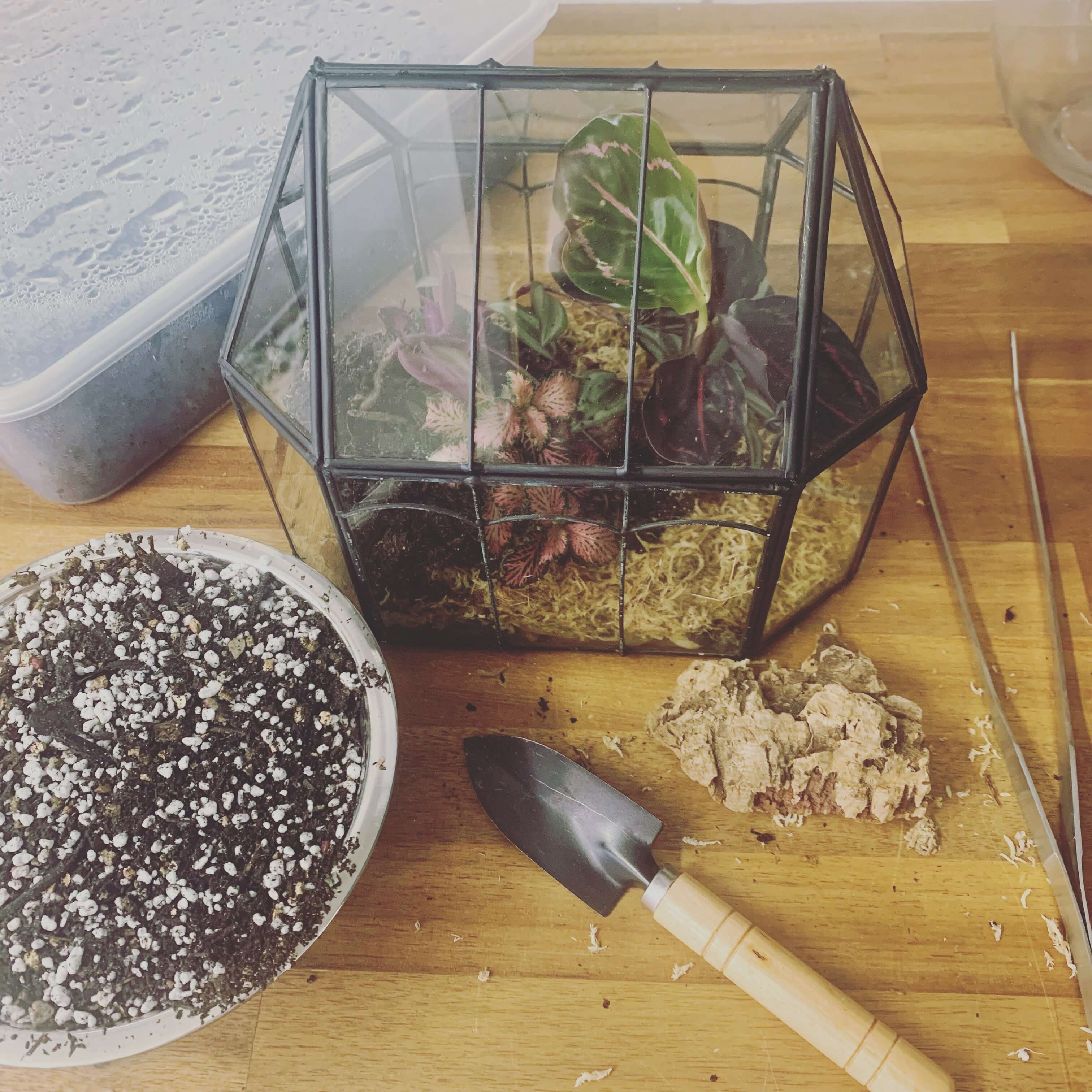 DIY Terrarium Kits