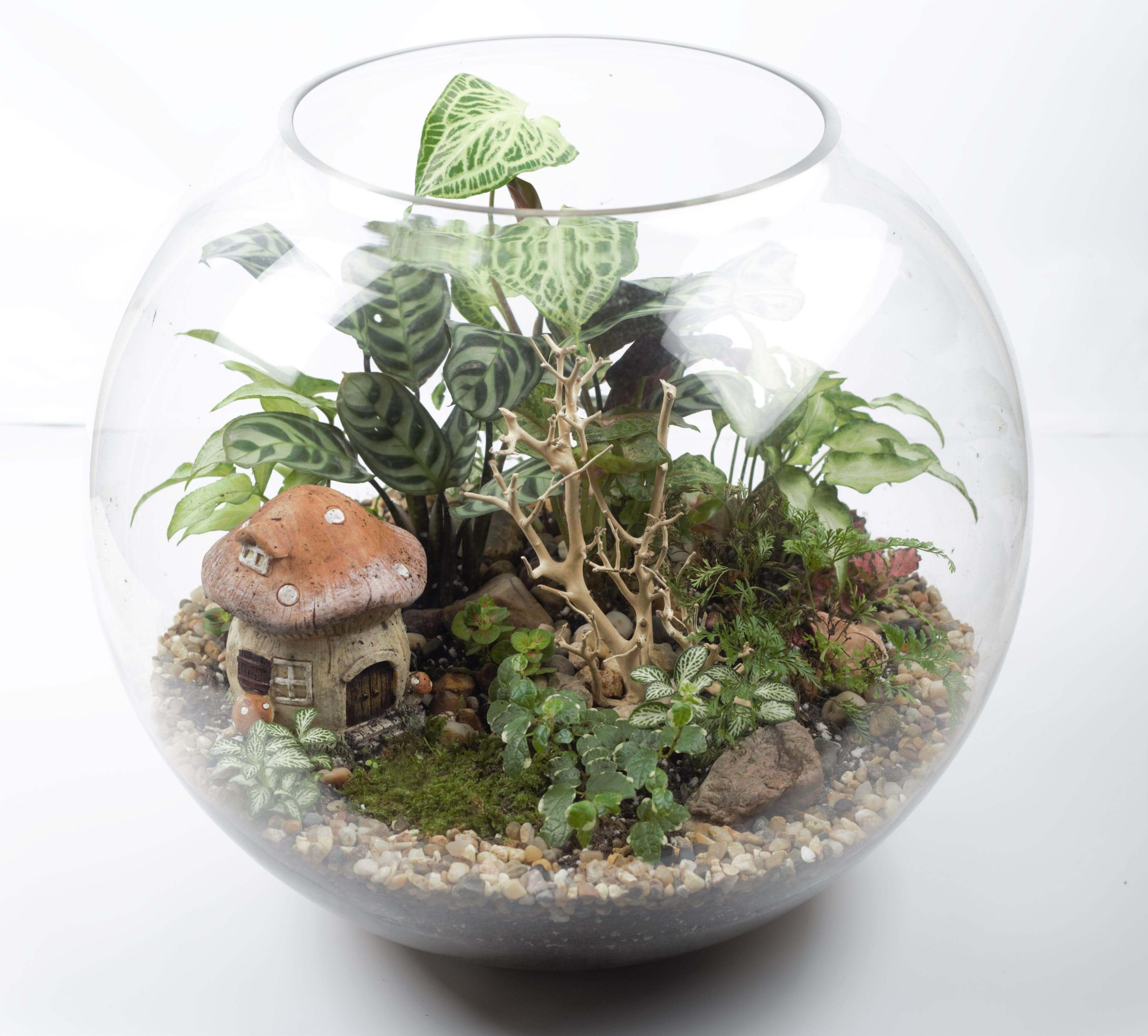 Glass bowl with plants and a mushroom house, ready made terrarium