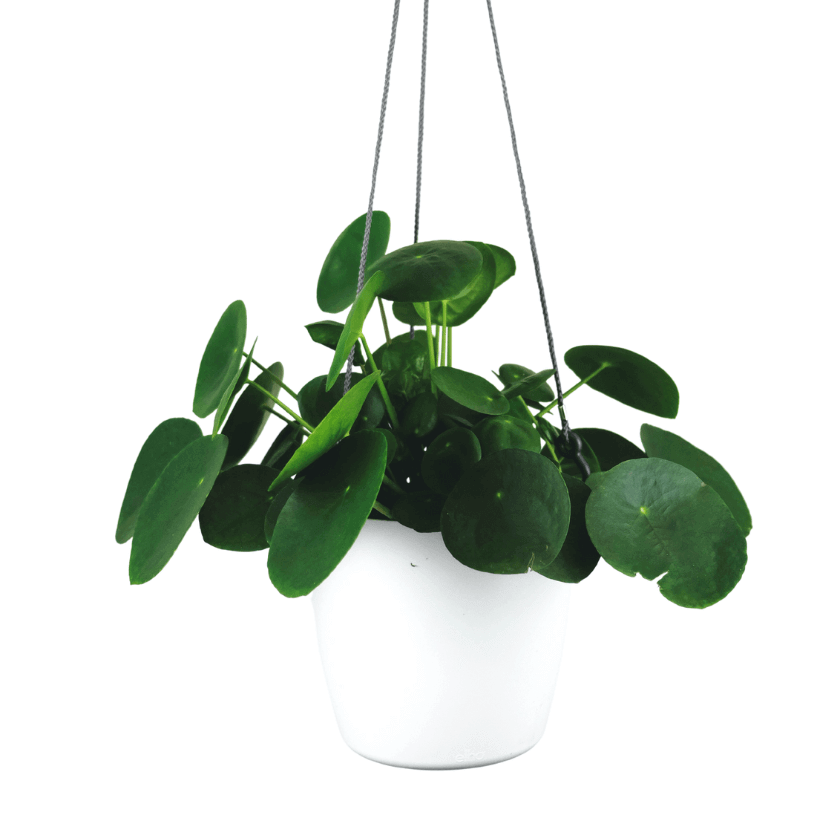 Indoor Plants - Plant Homewares & Lifestyle