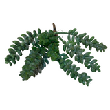 Sedum Burrito Donkey Tail