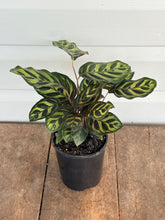 Calathea Peacock | Goeppertia makoyana