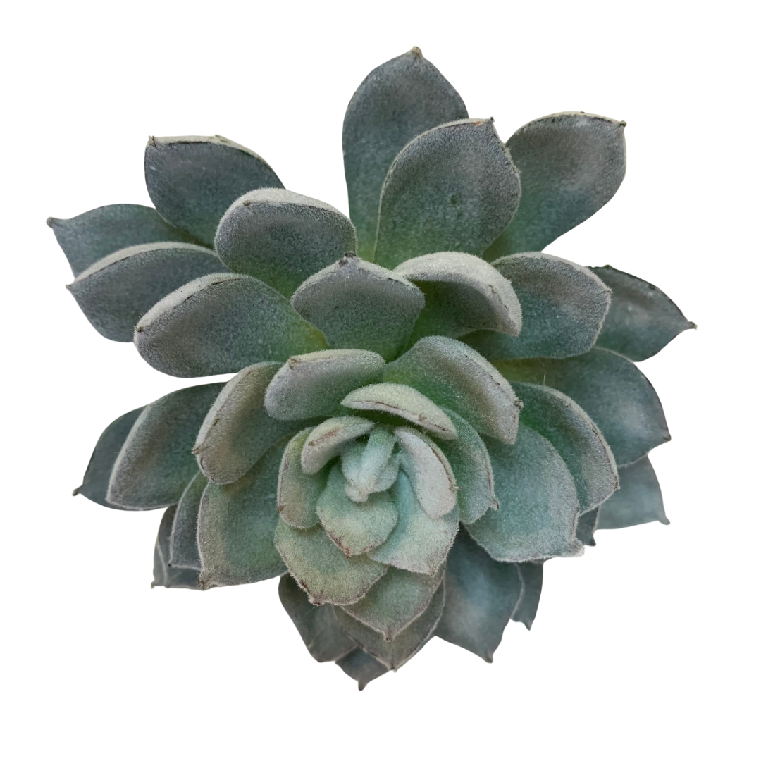 Grey Flocked Echeveria
