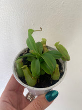 Pitcher Plant - Nepenthes