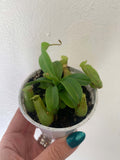 Pitcher Plant - Nepenthes