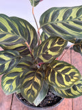Calathea Peacock | Goeppertia makoyana