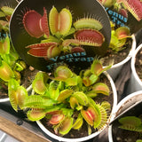 Venus Fly Traps