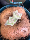 Sinningia 'Crushed Velvet' (bullata x leucotricha)