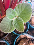 Sinningia 'Crushed Velvet' (bullata x leucotricha)