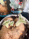 Sinningia 'Crushed Velvet' (bullata x leucotricha)