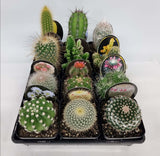 Cactus Plant Pack