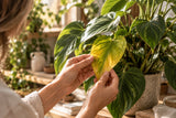 Plant SOS | Personalised Plant Help