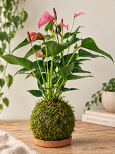 Kokedama Workshop: Create Your Own Japanese Moss Ball