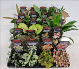 Terrarium Plant Pack