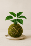 Build Your Own Kokedama Kit