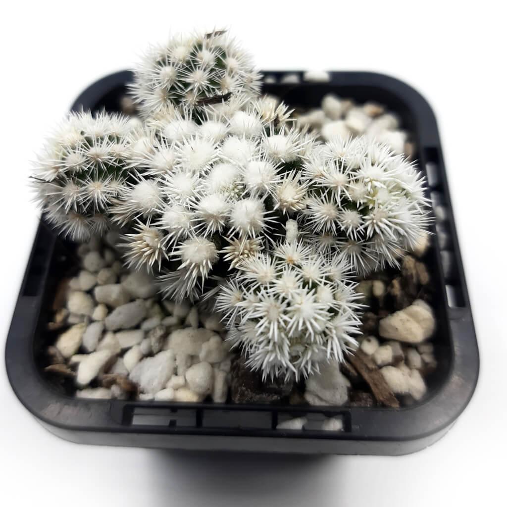 Arizona Snow Cap - Plant Homewares & Lifestyle