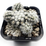 Arizona Snow Cap - Plant Homewares & Lifestyle