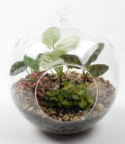 Mystical Forest Dome Terrarium - Plant Homewares & Lifestyle