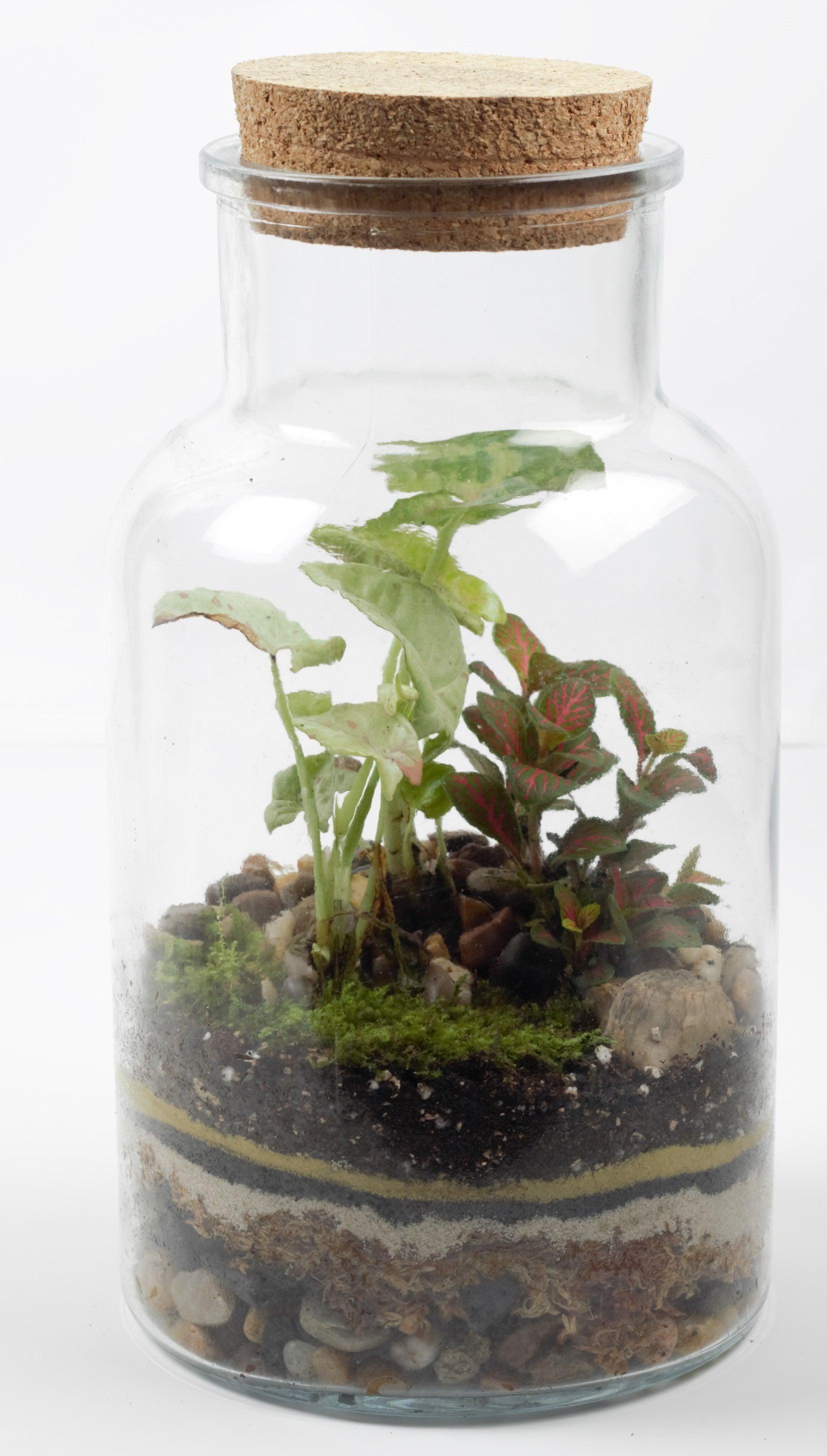 Georgia Large Closed Jar Terrarium - Plant Homewares & Lifestyle