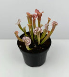 Gobble Guts Sarracenia X Large