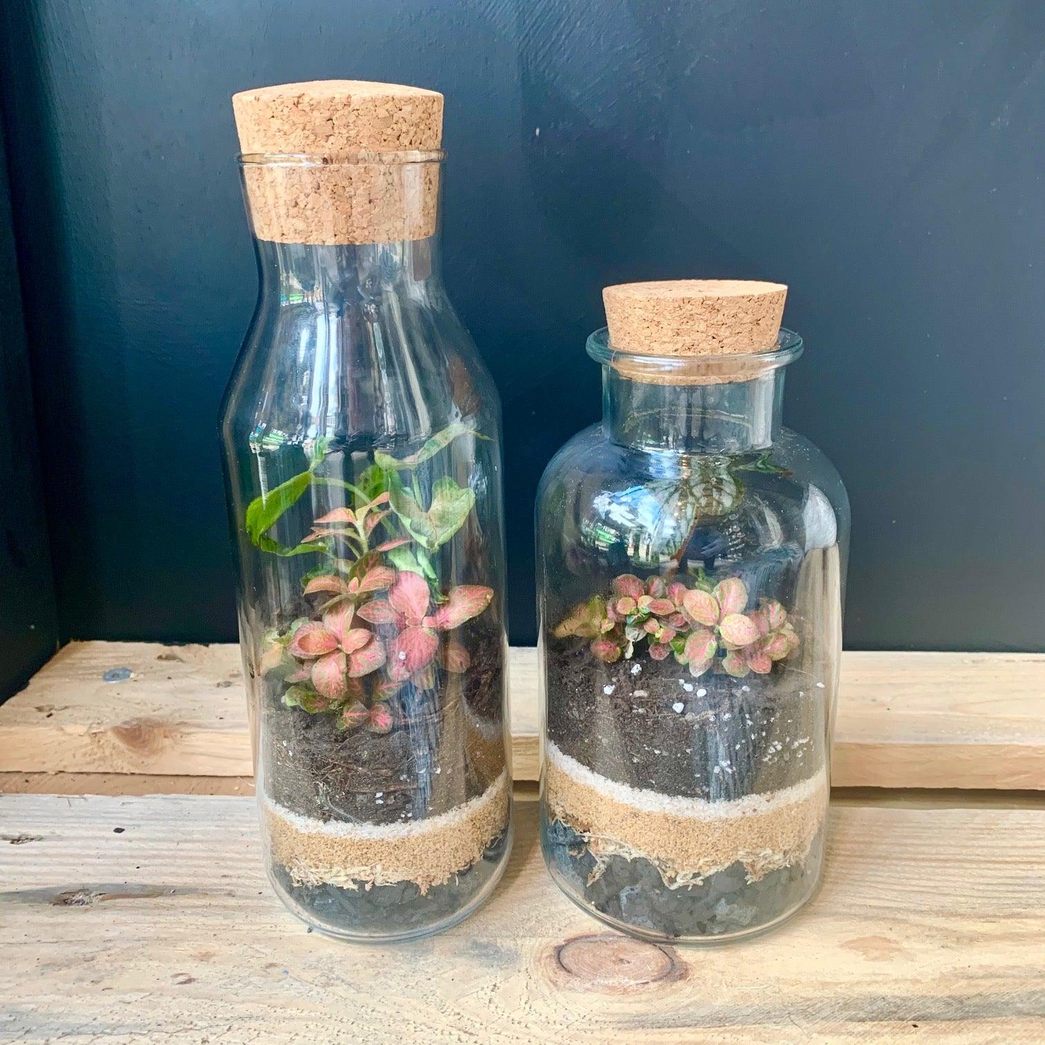Beginner Terrarium Series - Message in a Bottle - Plant Homewares & Lifestyle