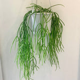 Rhipsalis Mixed (Mistletoe Cactus)