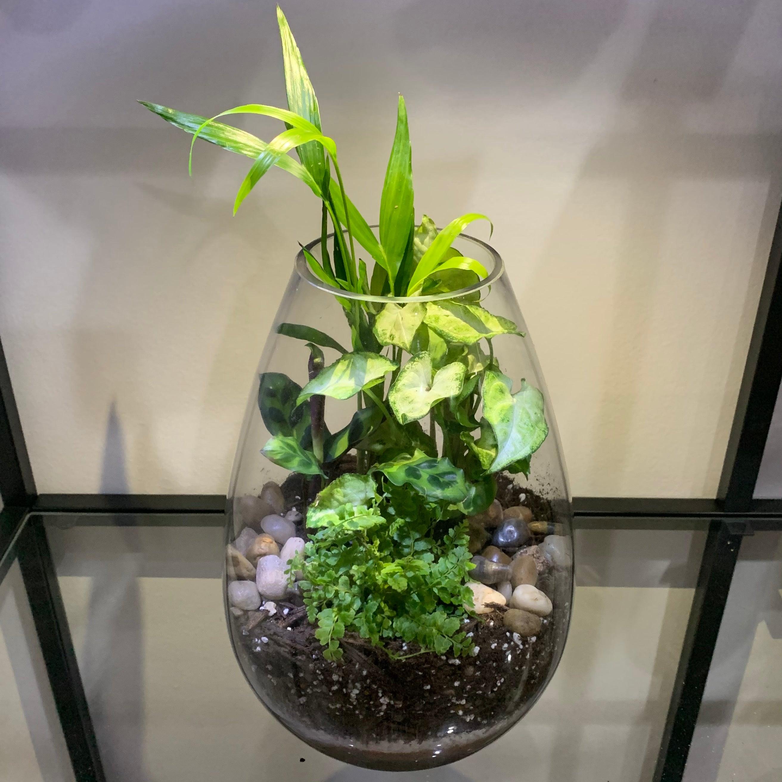 Large Teardrop Terrarium Workshop - Plant Homewares & Lifestyle