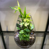 Large Teardrop Terrarium Workshop - Plant Homewares & Lifestyle