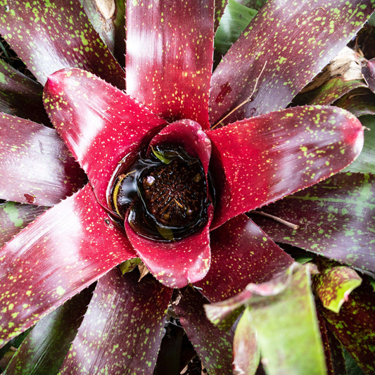 Green Beginnings: The Best Beginner Plants