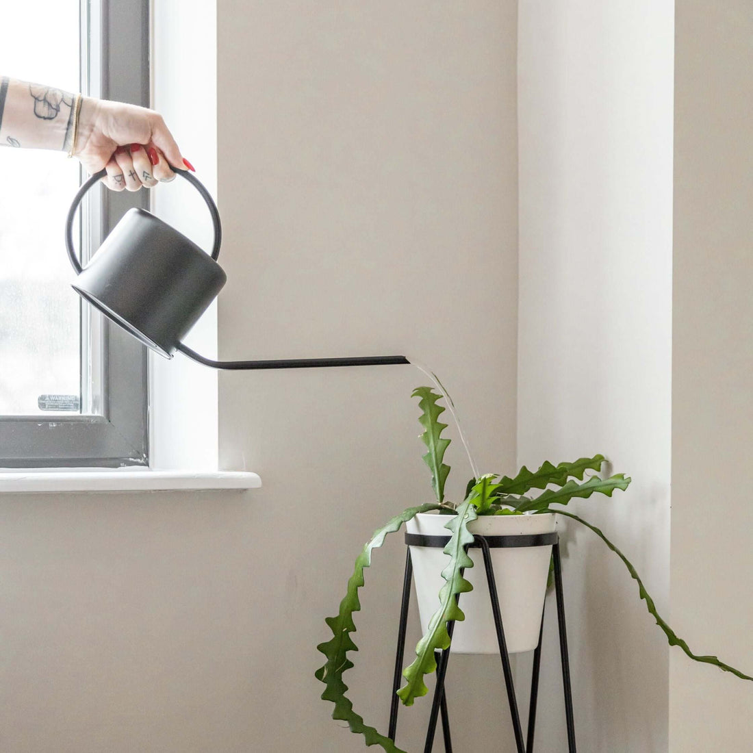 The Ultimate Guide to Watering Your Indoor Plants