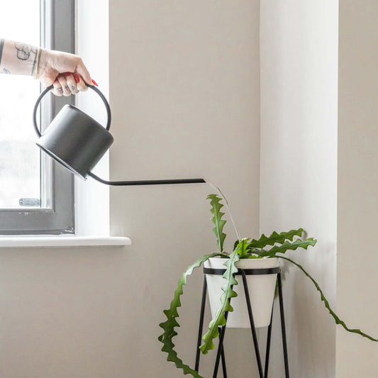 The Ultimate Guide to Watering Your Indoor Plants