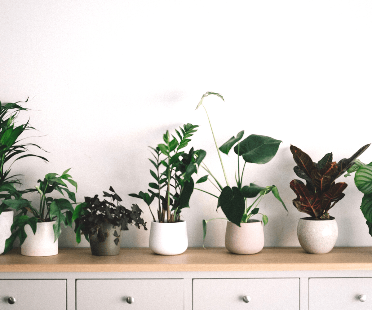 Best Low Light Indoor Plants - Plant Homewares & Lifestyle