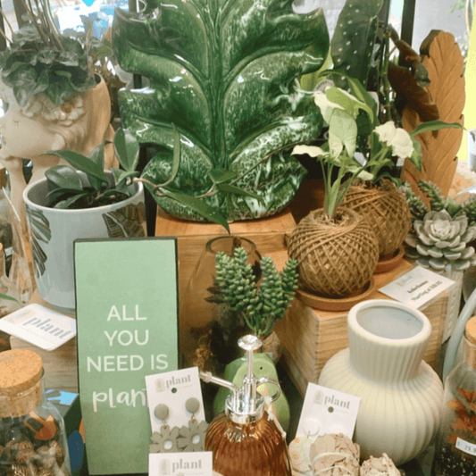 Why Plant Homewares is the Best Plant Shop in Queensland