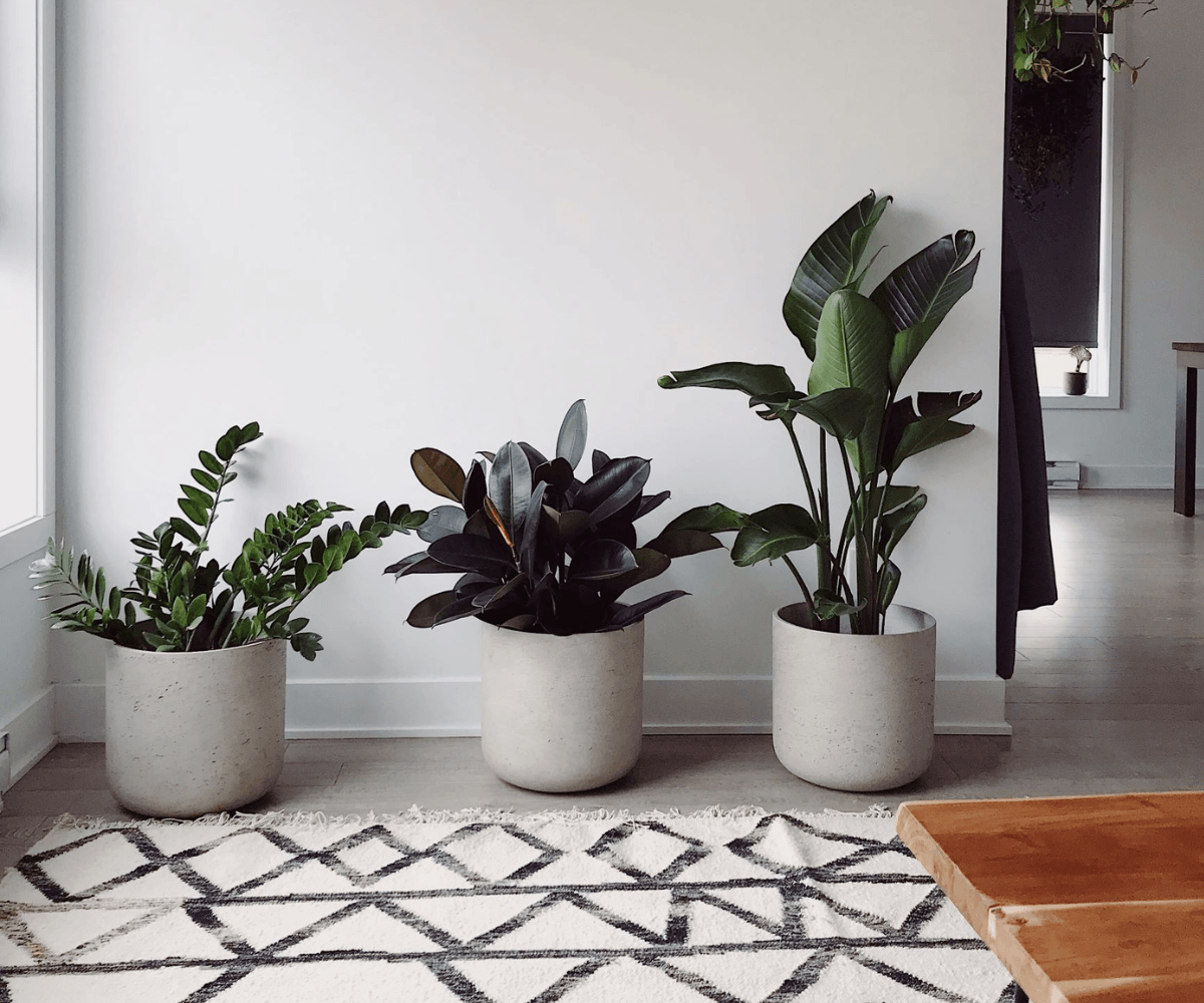 How to create an environment your indoor plants will love - Plant Homewares & Lifestyle