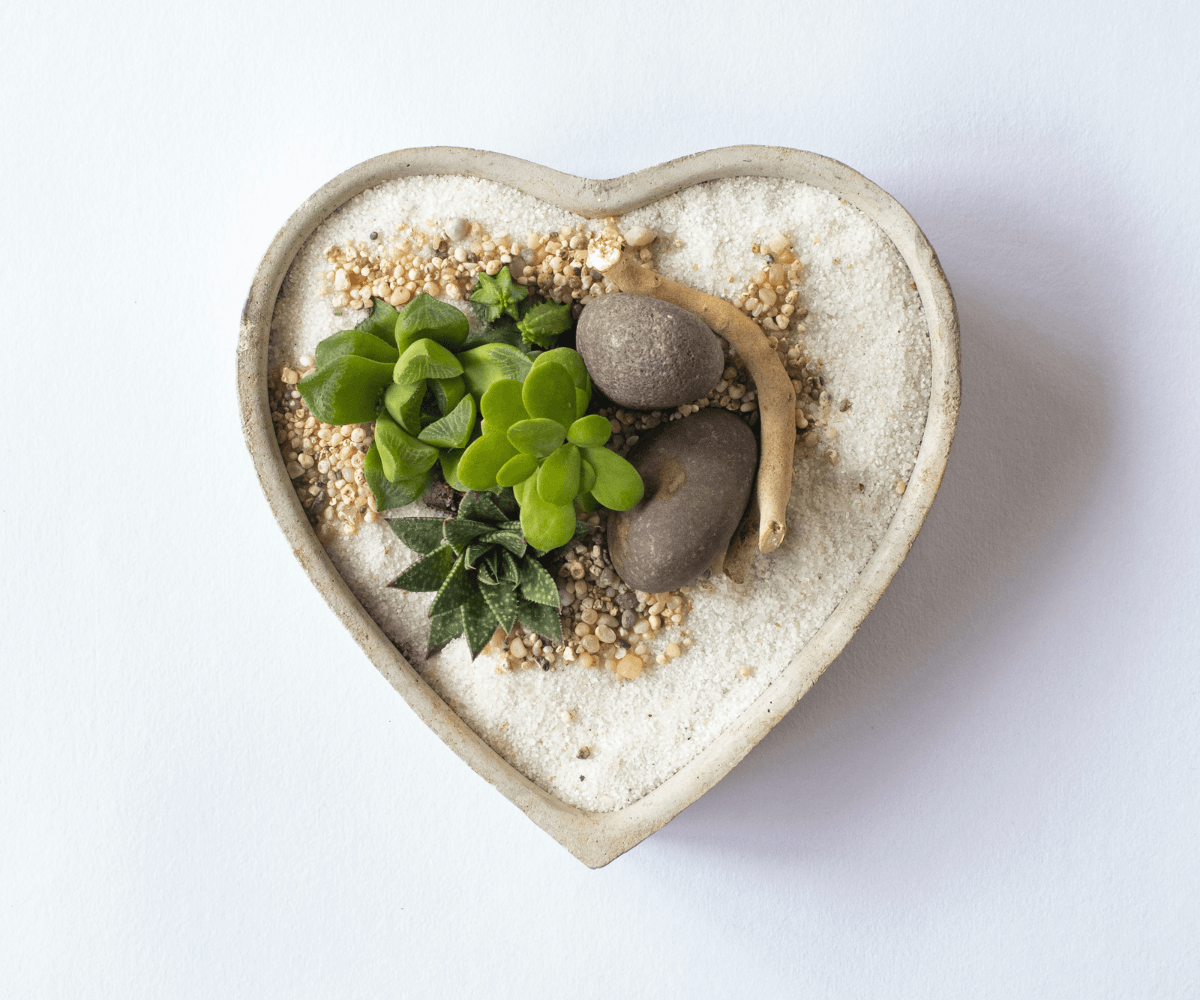 How to grow and care for succulents indoor - Plant Homewares & Lifestyle