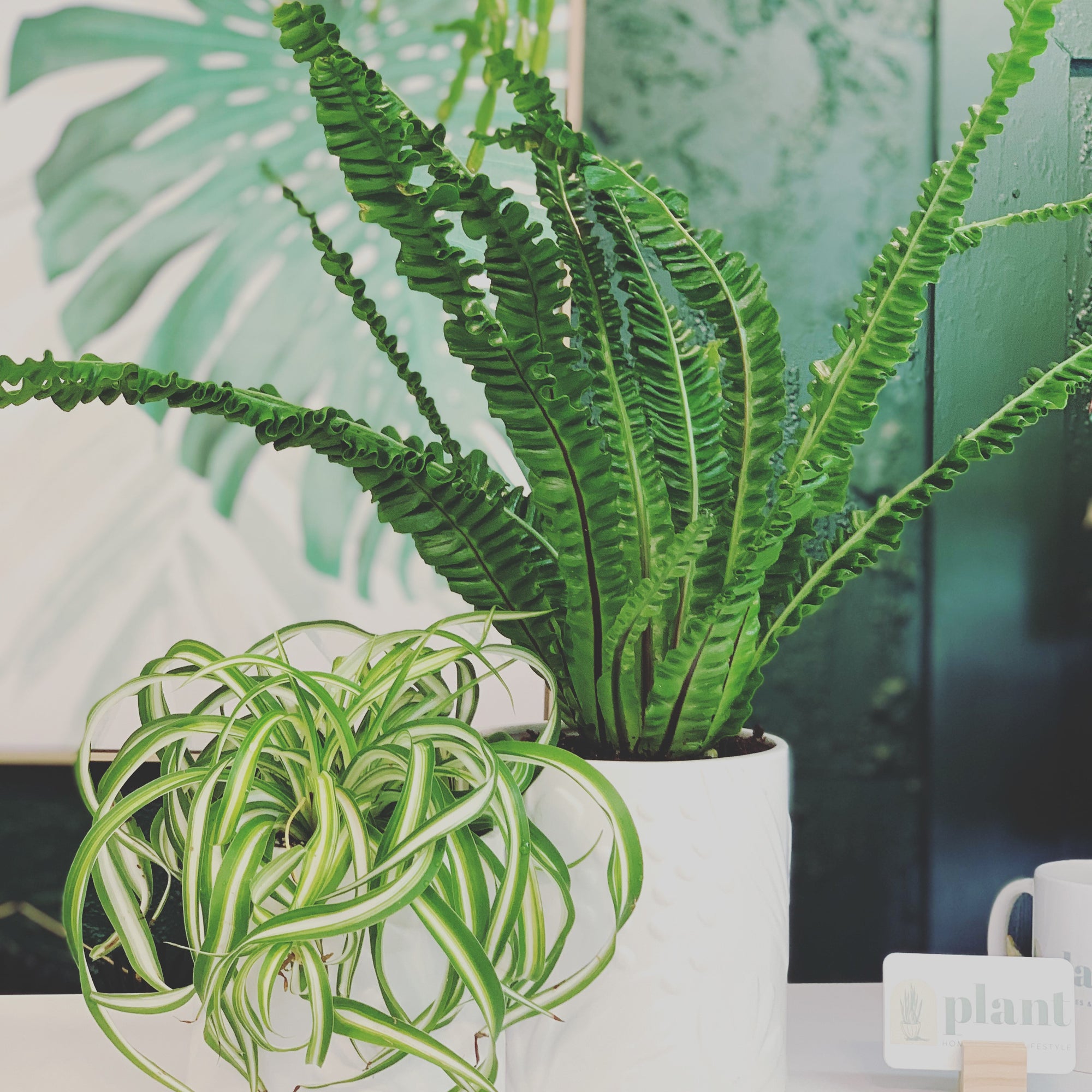 The Green Advantage: 10 Benefits of Having Plants at Home
