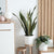 Tackling Top 10 Issues People Face with Their Indoor Plants