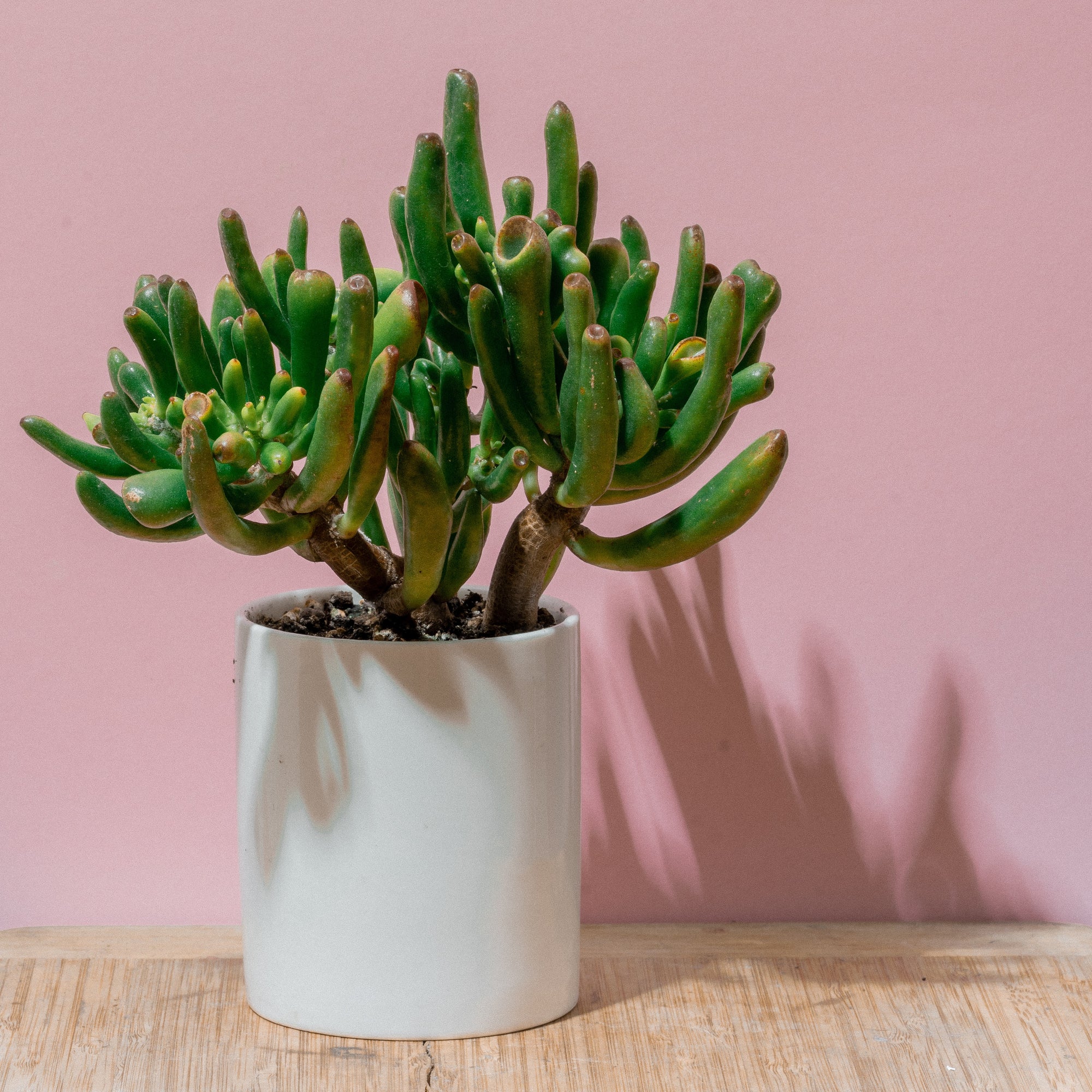 Succulents: The Perfect Gift for Every Occasion