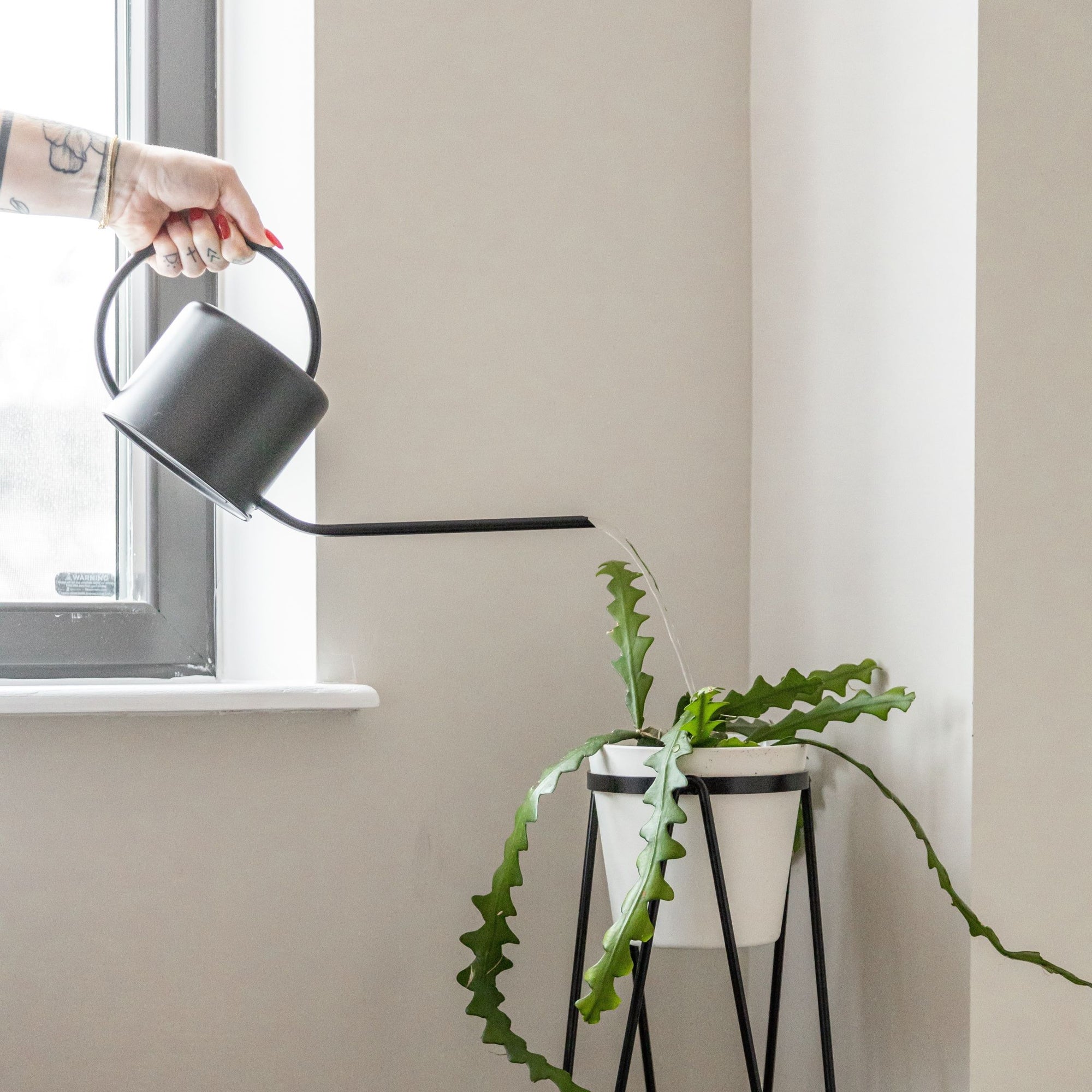 The Ultimate Guide to Watering Your Indoor Plants