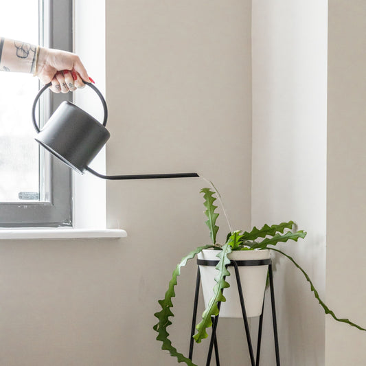 The Ultimate Guide to Watering Your Indoor Plants