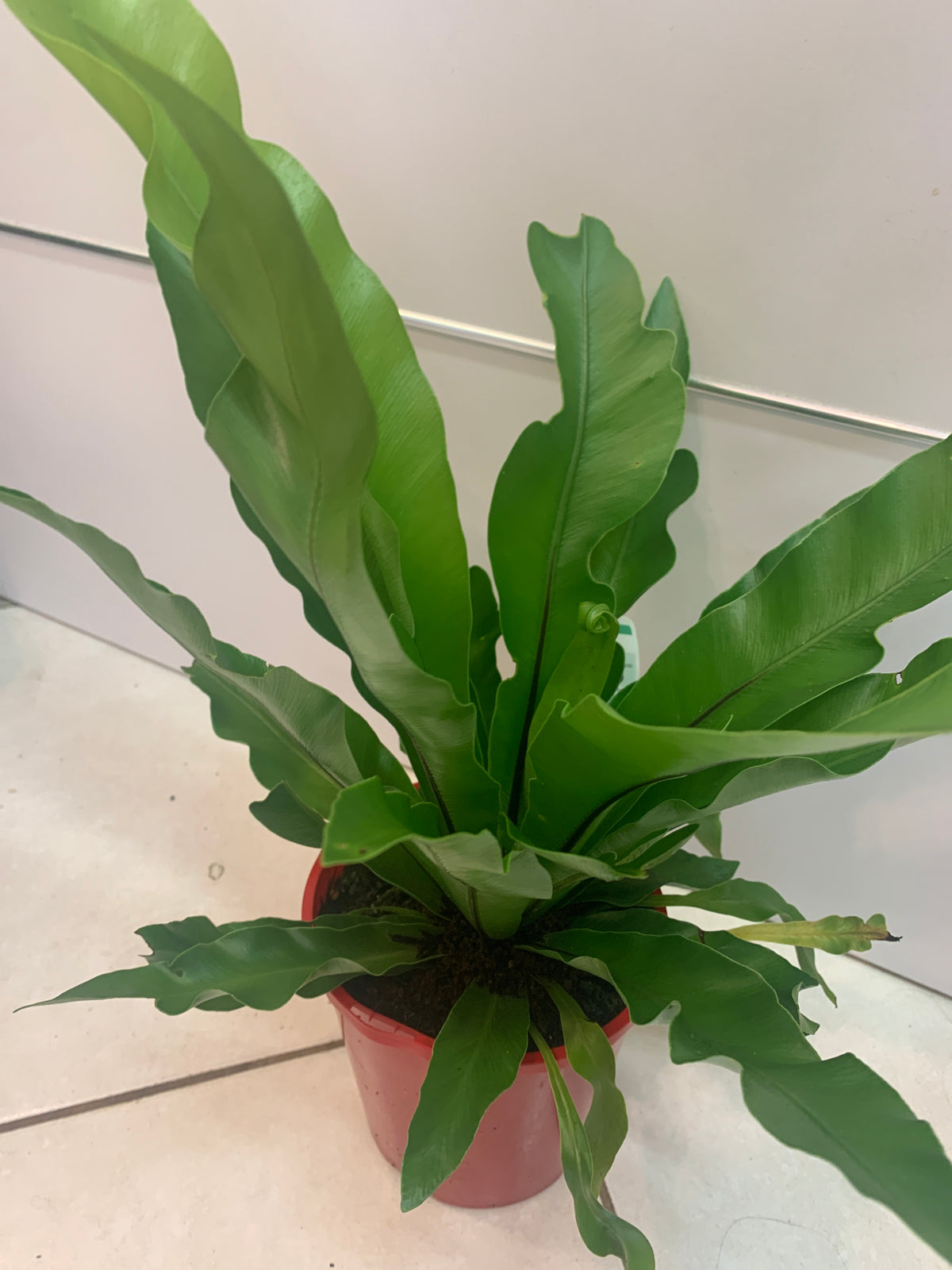 Asplenium - Birds Nest Fern