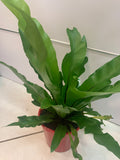 Asplenium - Birds Nest Fern