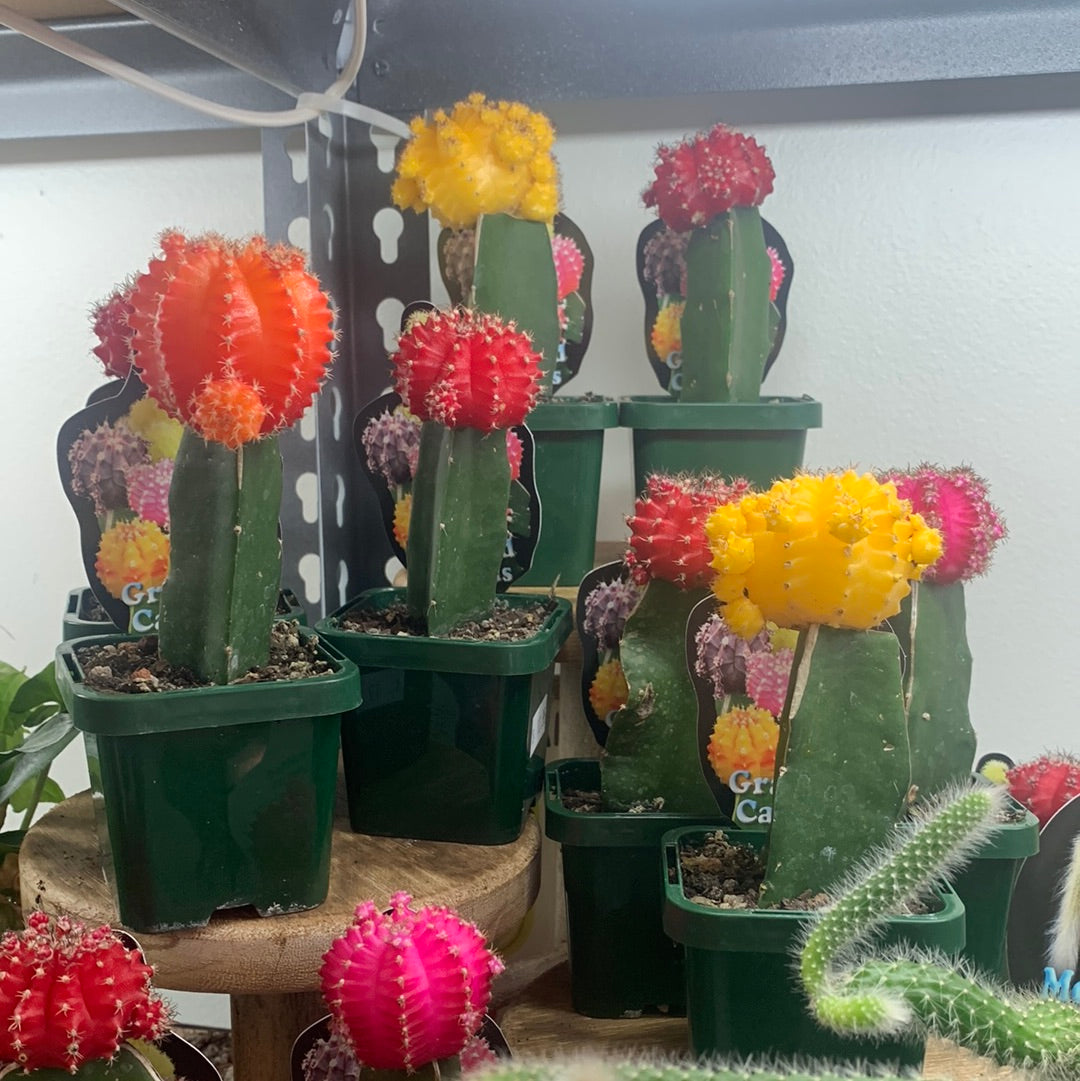 Grafted Cactus