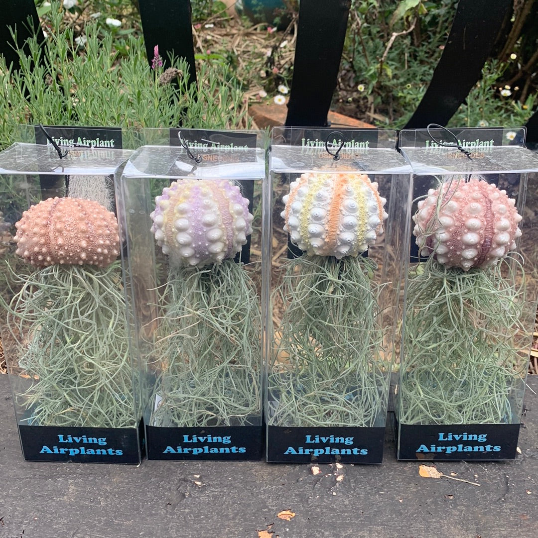 Tillandsia Jelly Fish
