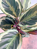 Calathea ‘Medallion’