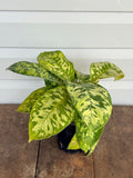 Homalomena Camouflage