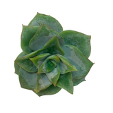 Echeveria 