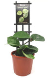 Hoya Snowball Splash