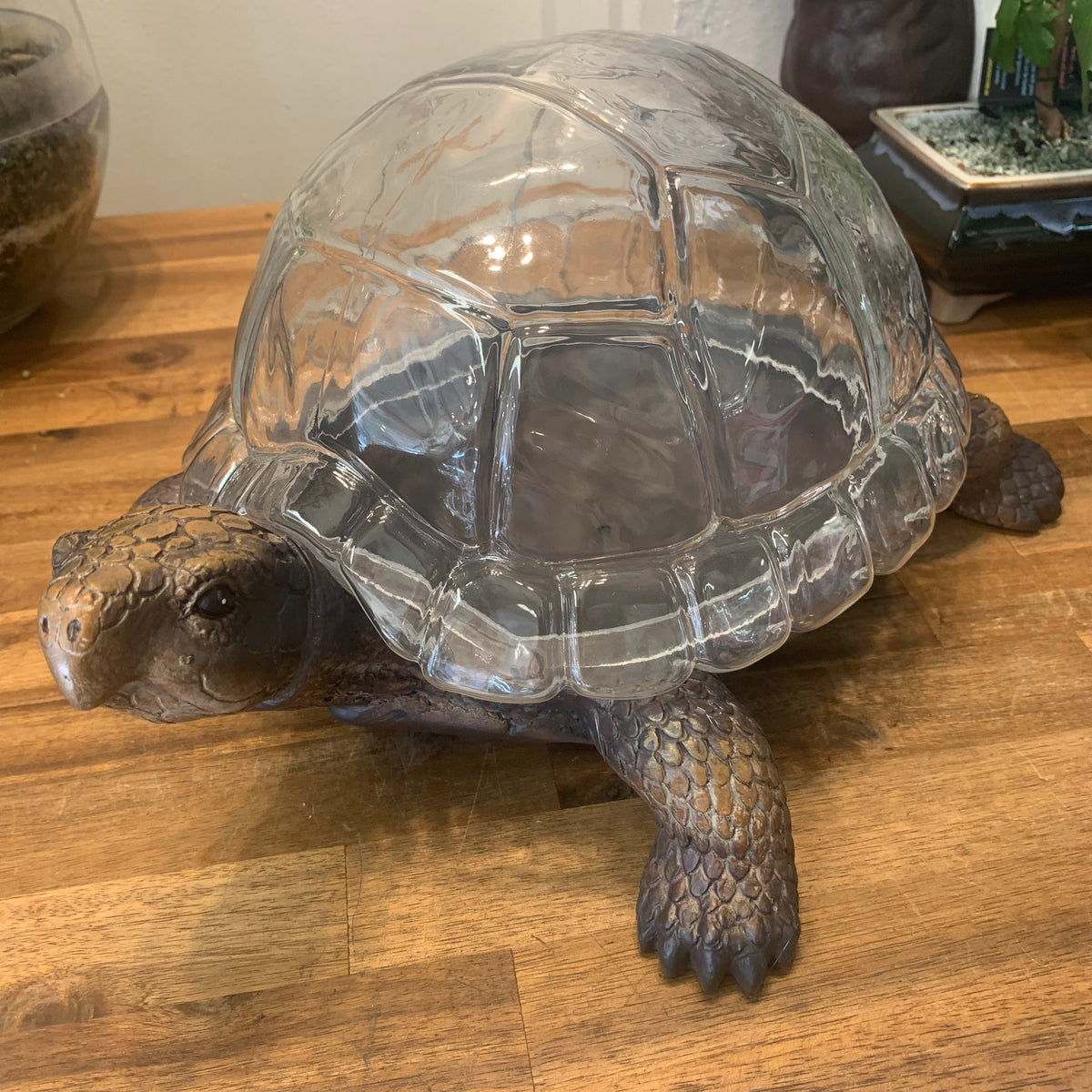 Turtle Terrarium