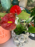 Anthurium