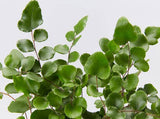 Button Fern